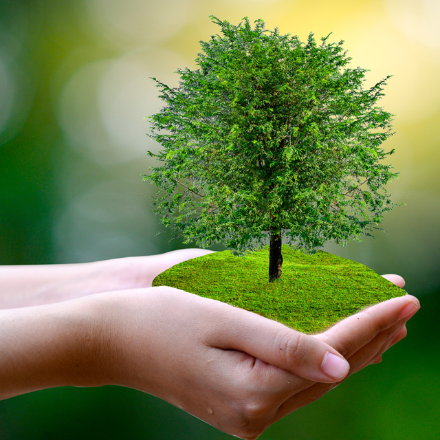 Person holding bonsai tree